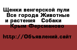 Щенки венгерской пули - Все города Животные и растения » Собаки   . Крым,Ферсманово